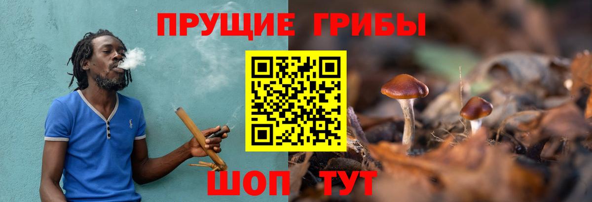 Фрязино  Псилоцибиновые грибы Psilocybine cubensis  Вход с VPN 
